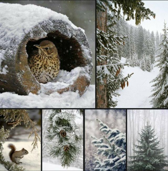 Winter Collage 9.jpg