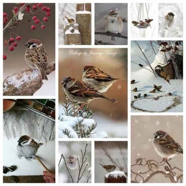 Winter Collage 12.j…