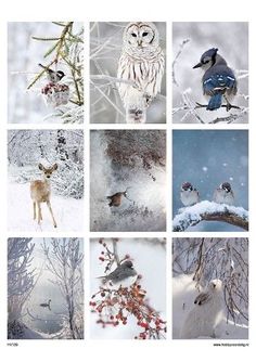 Winter Collage 14.j…